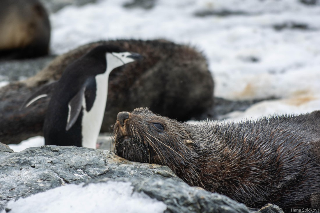 HDS28-25, Day 13, _DSC6627 © Hana Spickova - Oceanwide Expeditions.jpg