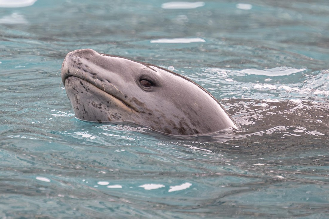 HDS28-25, Day 13, Ross Leopard seal at Point wild © Ross Wheeler - Oceanwide Expeditions.jpg