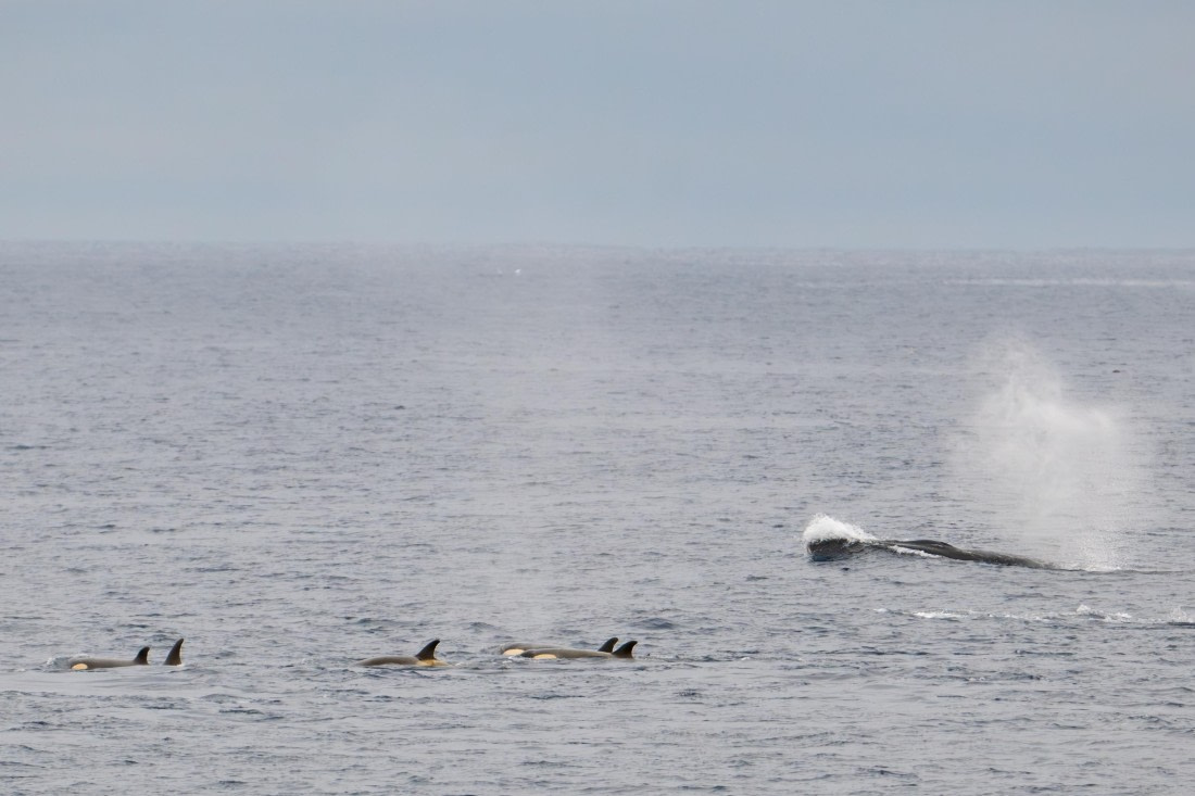 HDS28-25, Day 13, Ross orca and fin whales (2) © Ross Wheeler - Oceanwide Expeditions.jpg
