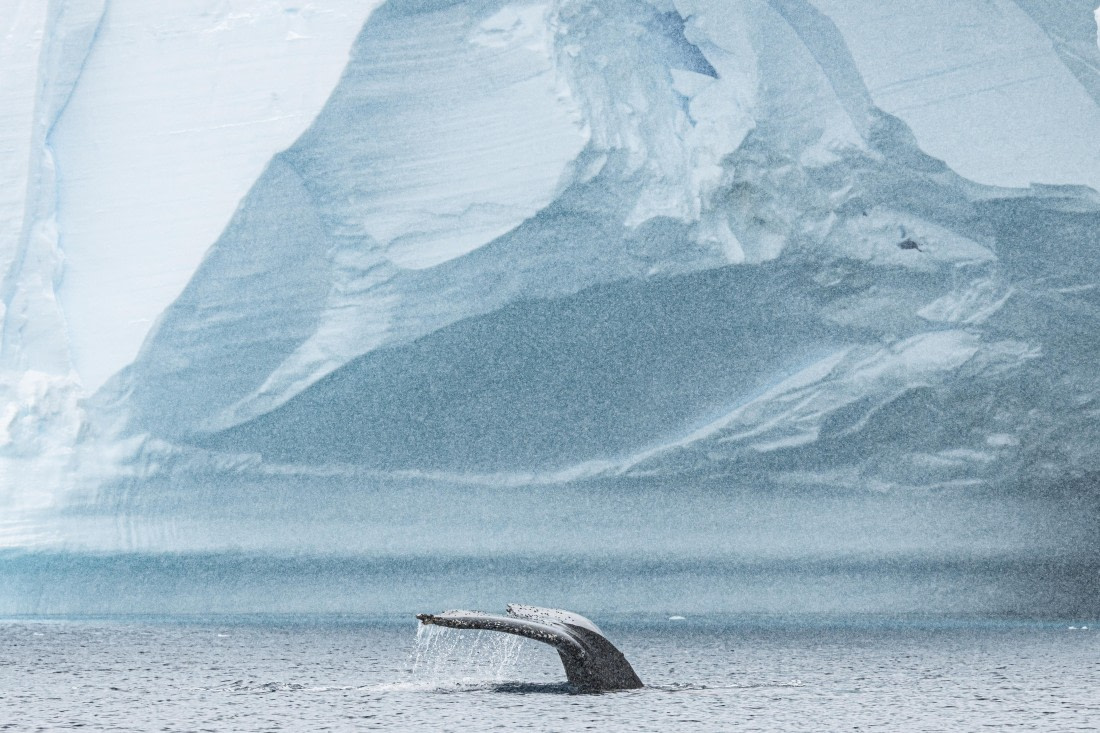 HDS28-25, Day 14, Ross Ice landing photos (5) © Ross Wheeler - Oceanwide Expeditions.jpg