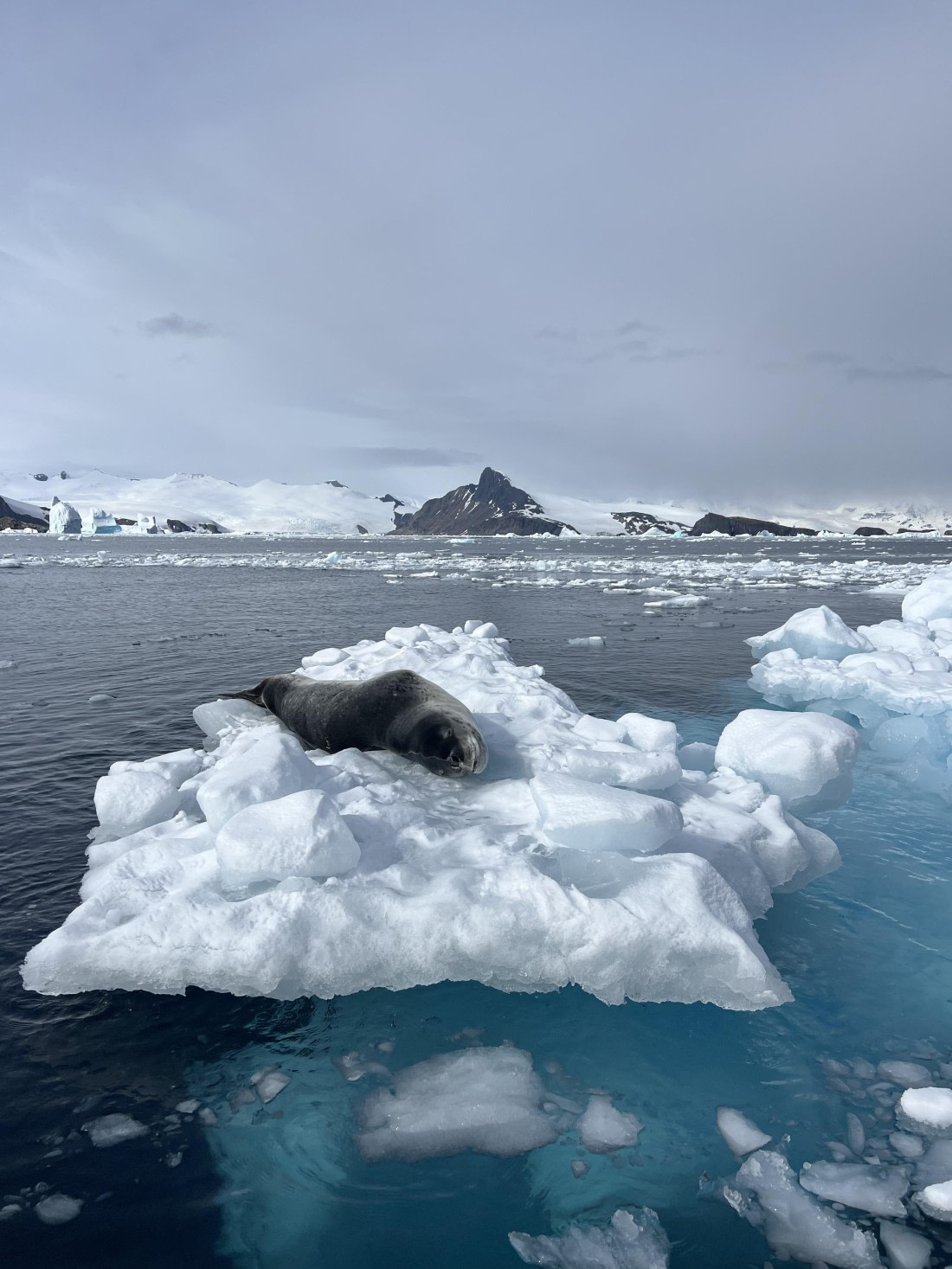 HDS28-25, Day 15, IMG_4303 © Unknown photographer - Oceanwide Expeditions.jpg