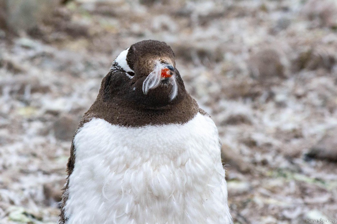 HDS28-25, Day 16, _DSC6701 © Hana Spickova - Oceanwide Expeditions.jpg