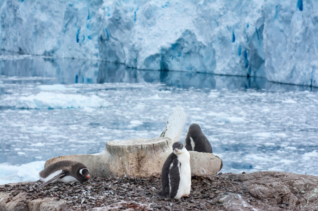 HDS28-25, Day 16, _DSC6704 © Hana Spickova - Oceanwide Expeditions.jpg