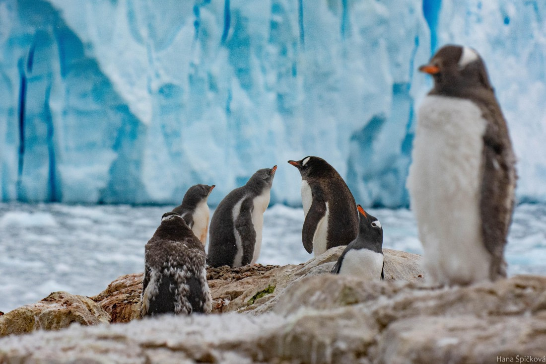 HDS28-25, Day 16, _DSC6735 © Hana Spickova - Oceanwide Expeditions.jpg