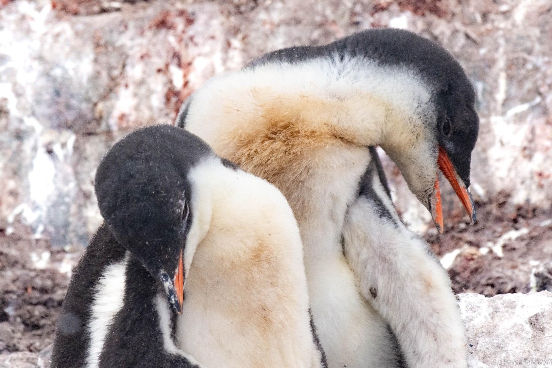 HDS28-25, Day 16, _DSC6744 © Hana Spickova - Oceanwide Expeditions.jpg