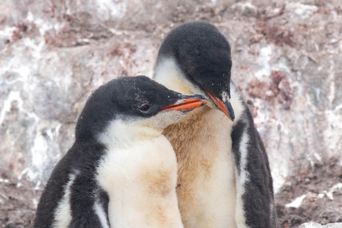 HDS28-25, Day 16, _DSC6747 © Hana Spickova - Oceanwide Expeditions.jpg