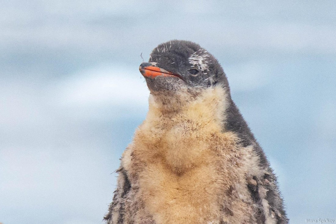 HDS28-25, Day 16, _DSC6752 © Hana Spickova - Oceanwide Expeditions.jpg