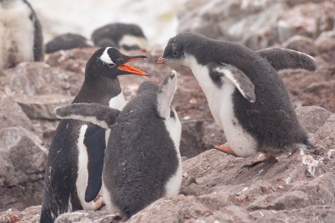 HDS28-25, Day 16, _DSC6771 © Hana Spickova - Oceanwide Expeditions.jpg