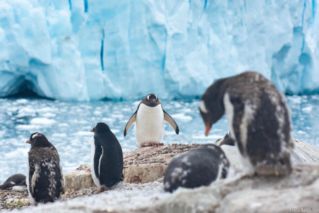 HDS28-25, Day 16, _DSC6786 © Hana Spickova - Oceanwide Expeditions.jpg