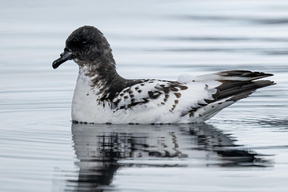 HDS28-25, Day 16, Ross cape petrel neko © Ross Wheeler - Oceanwide Expeditions.jpeg