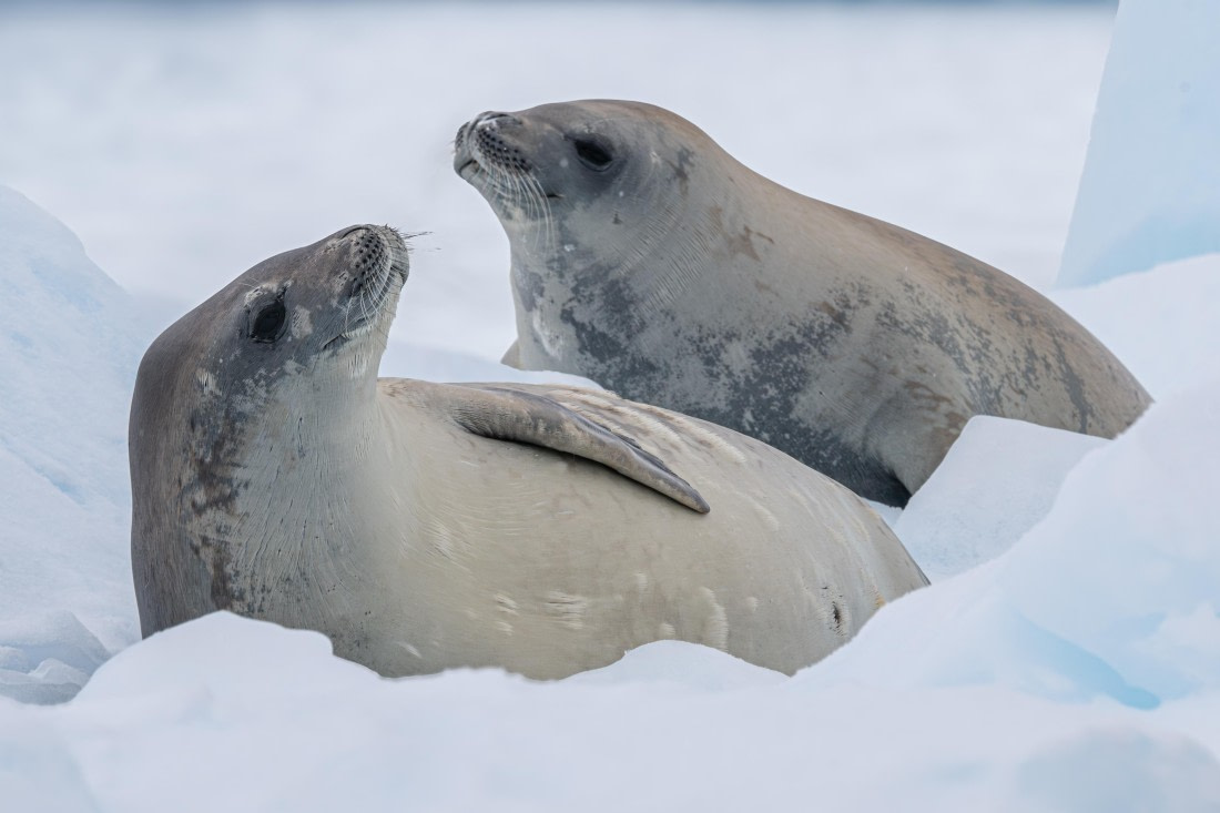 HDS28-25, Day 16, Ross Neko-1 © Ross Wheeler - Oceanwide Expeditions.jpg