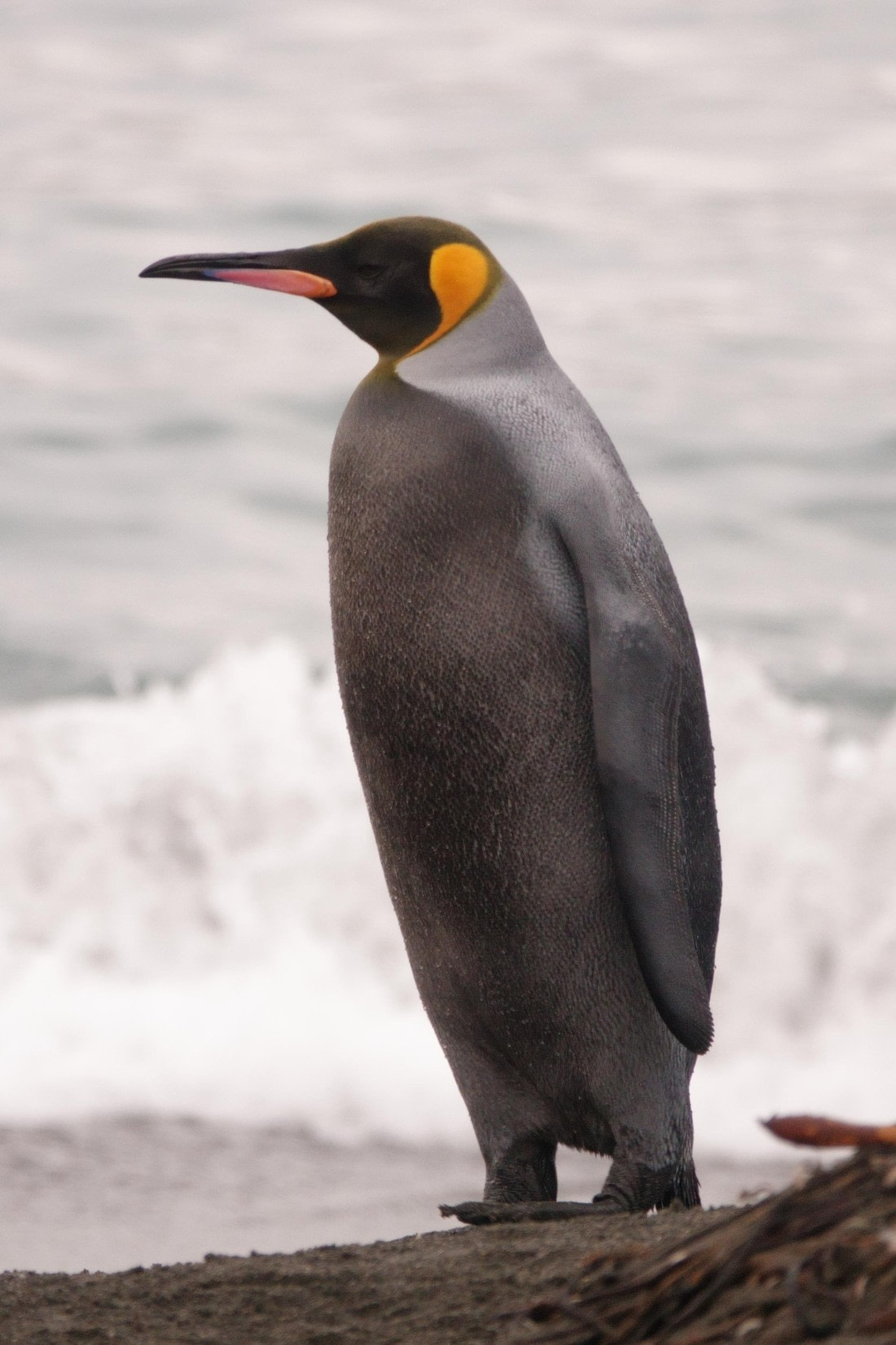 black morf. King Penguin