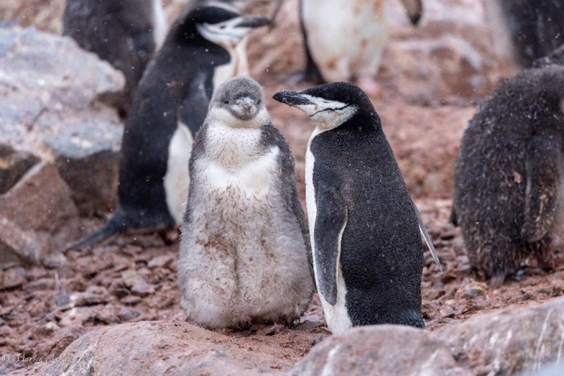 PLA29-25, Day 4, Picture9 © Martin Anstee - Oceanwide Expeditions.jpg