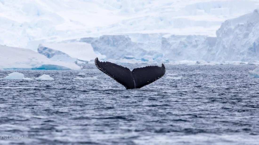 PLA29-25, Day 5, Picture15 © Martin Anstee - Oceanwide Expeditions.jpg