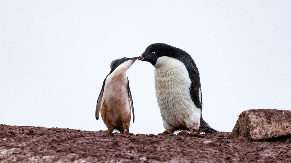 PLA29-25, Day 6, Picture20 © Martin Anstee - Oceanwide Expeditions.jpg