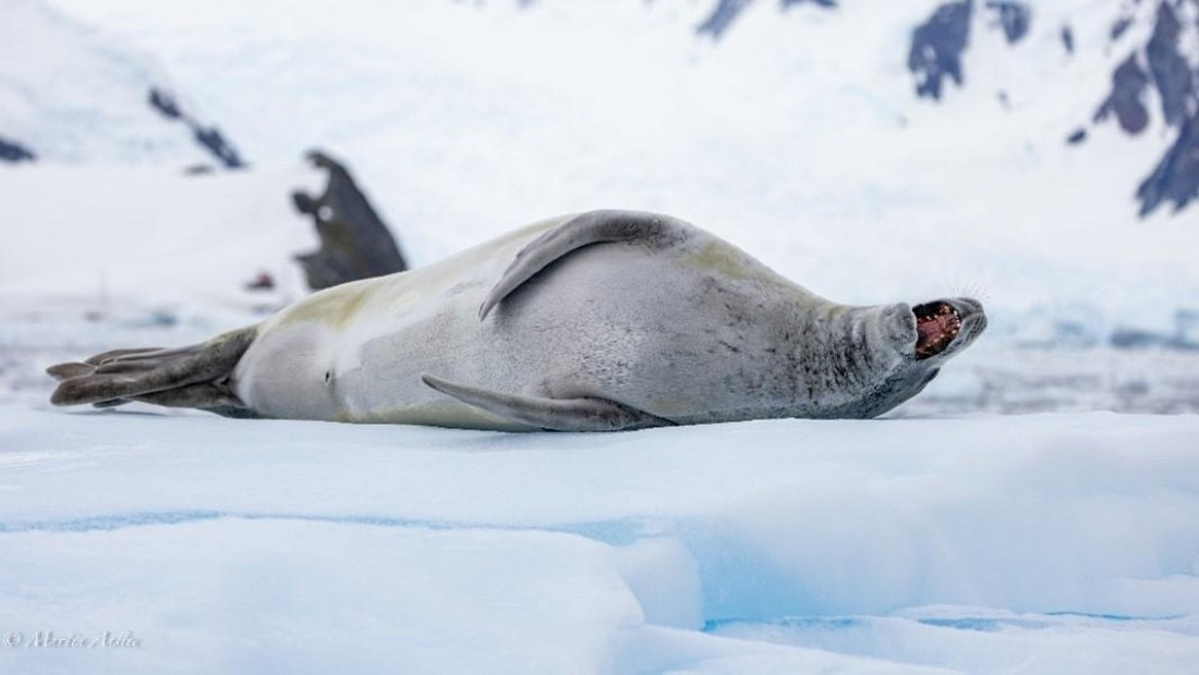 PLA29-25, Day 7, Picture21 © Martin Anstee - Oceanwide Expeditions.jpg