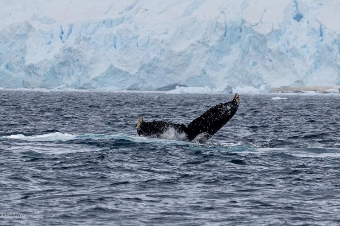 PLA29-25, Day 9, Picture29 © Martin Anstee - Oceanwide Expeditions.jpg
