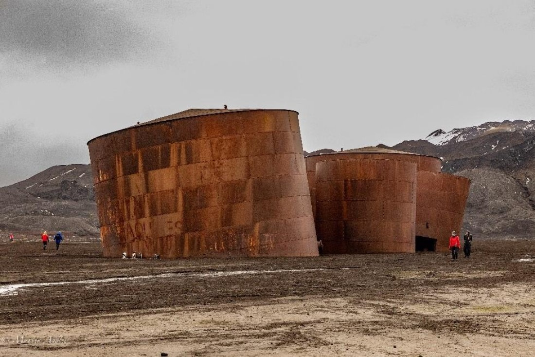 PLA29-25, Day 10, Picture34 © Martin Anstee - Oceanwide Expeditions.jpg