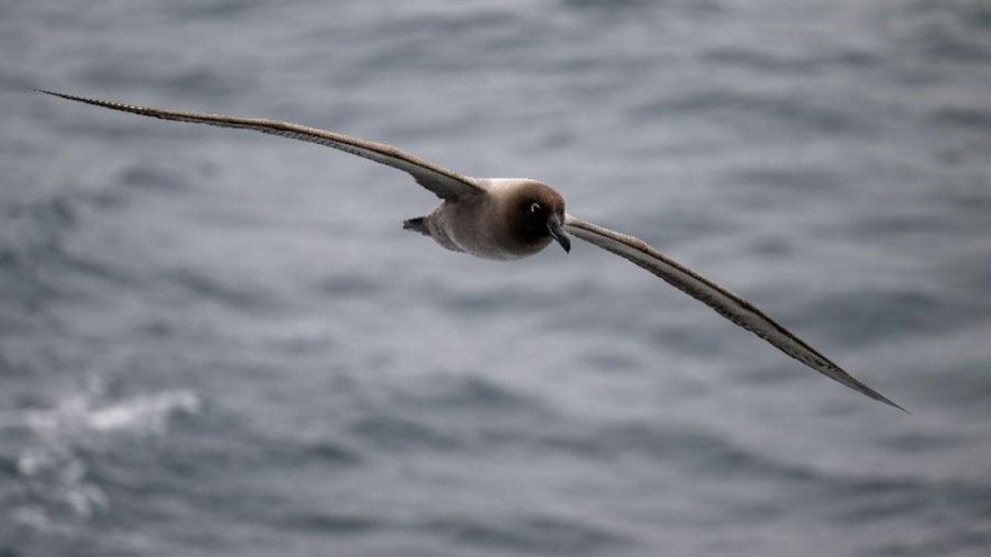 PLA29-25, Day 11, Picture39 © Unknown photographer - Oceanwide Expeditions.jpg
