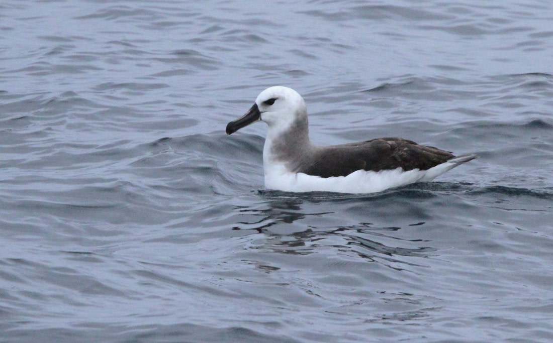 PLA30-25, Day 3, IMG_7454 © Unknown photographer - Oceanwide Expeditions.JPG