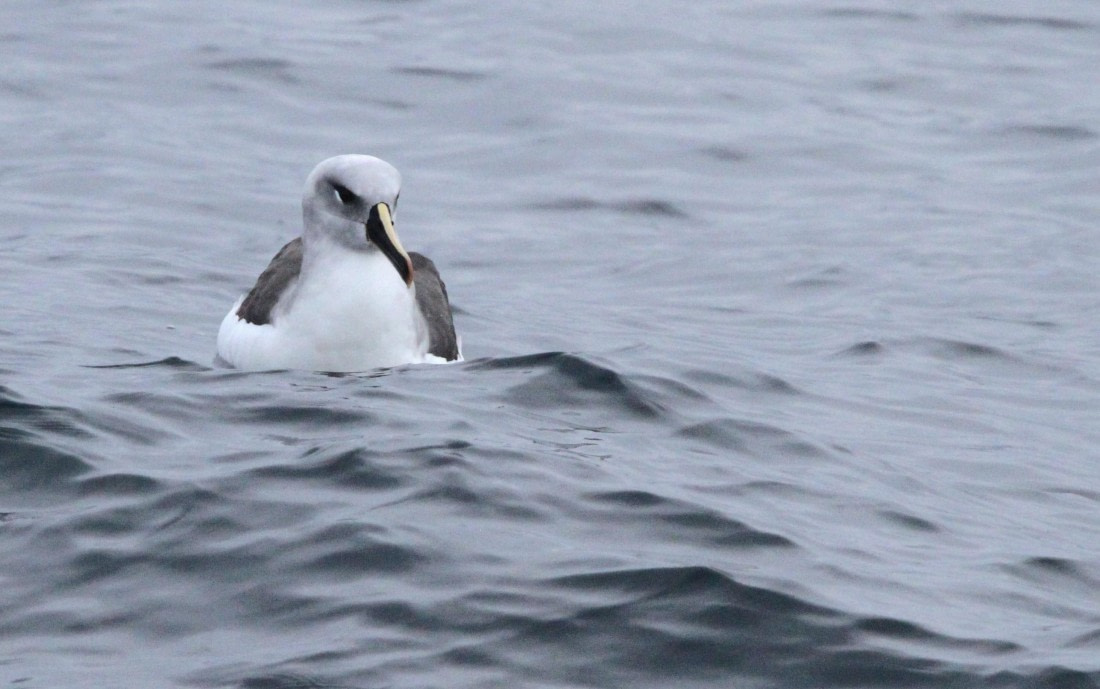 PLA30-25, Day 3, IMG_7472 © Unknown photographer - Oceanwide Expeditions.JPG