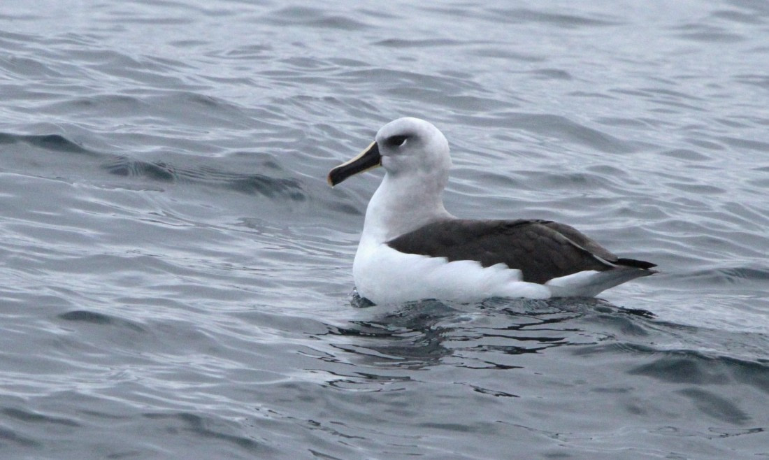 PLA30-25, Day 3, IMG_7484 © Unknown photographer - Oceanwide Expeditions.JPG