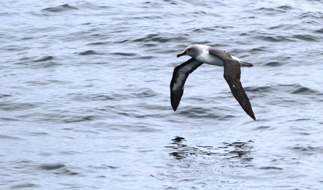 PLA30-25, Day 3, IMG_7537 © Unknown photographer - Oceanwide Expeditions.JPG