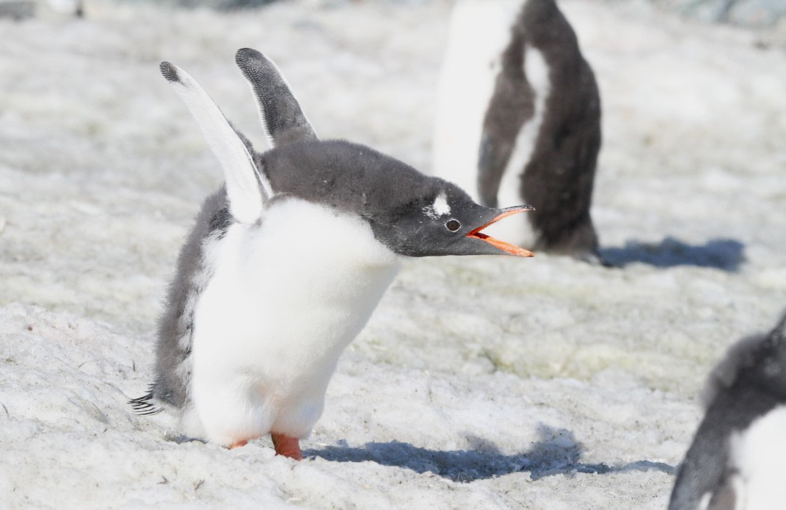 PLA30-25, Day 4, IMG_8302 © Unknown photographer - Oceanwide Expeditions.JPG