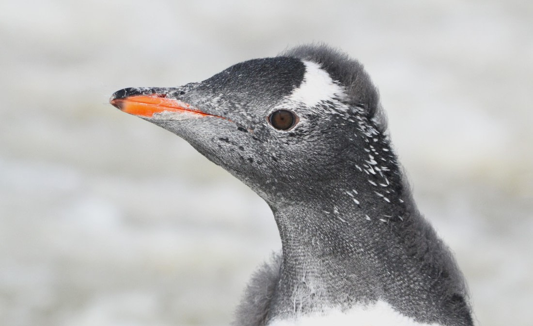 PLA30-25, Day 4, IMG_8327 © Unknown photographer - Oceanwide Expeditions.JPG