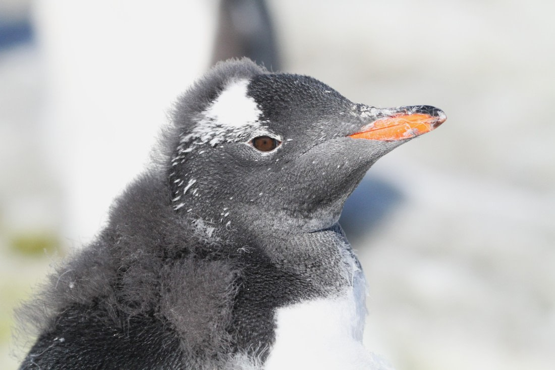 PLA30-25, Day 4, IMG_8357 © Unknown photographer - Oceanwide Expeditions.JPG