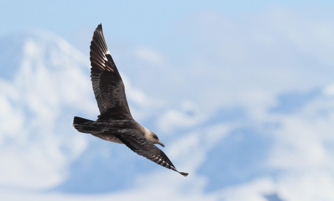 PLA30-25, Day 4, IMG_8387 © Unknown photographer - Oceanwide Expeditions.JPG