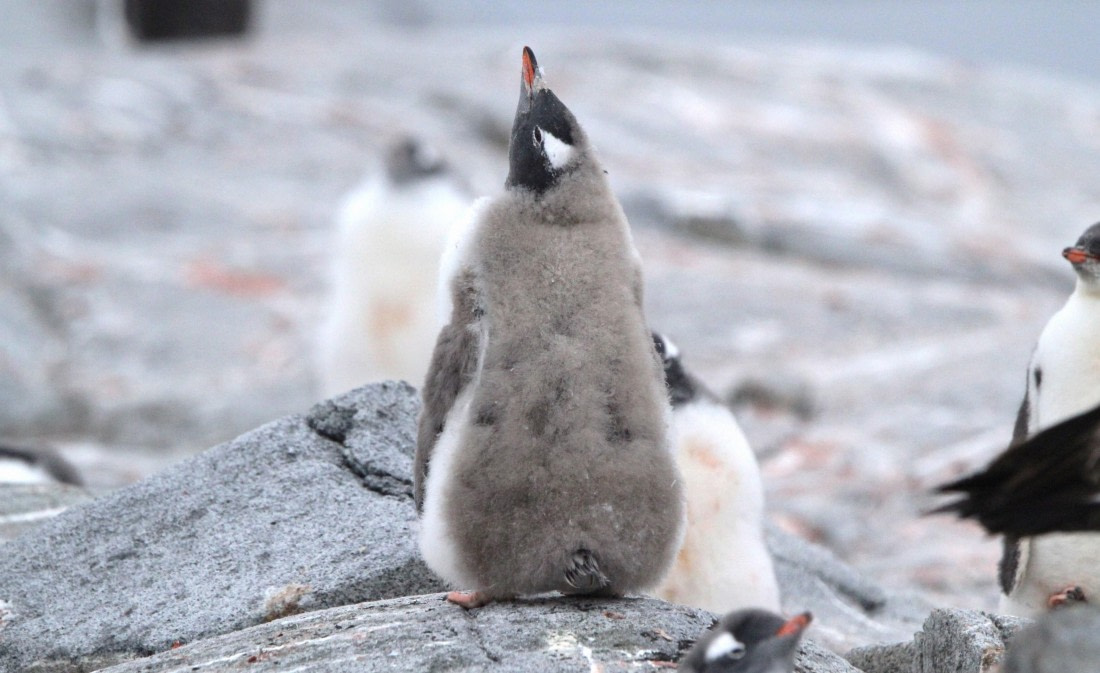 PLA30-25, Day 6, IMG_8651 © Unknown photographer - Oceanwide Expeditions.JPG