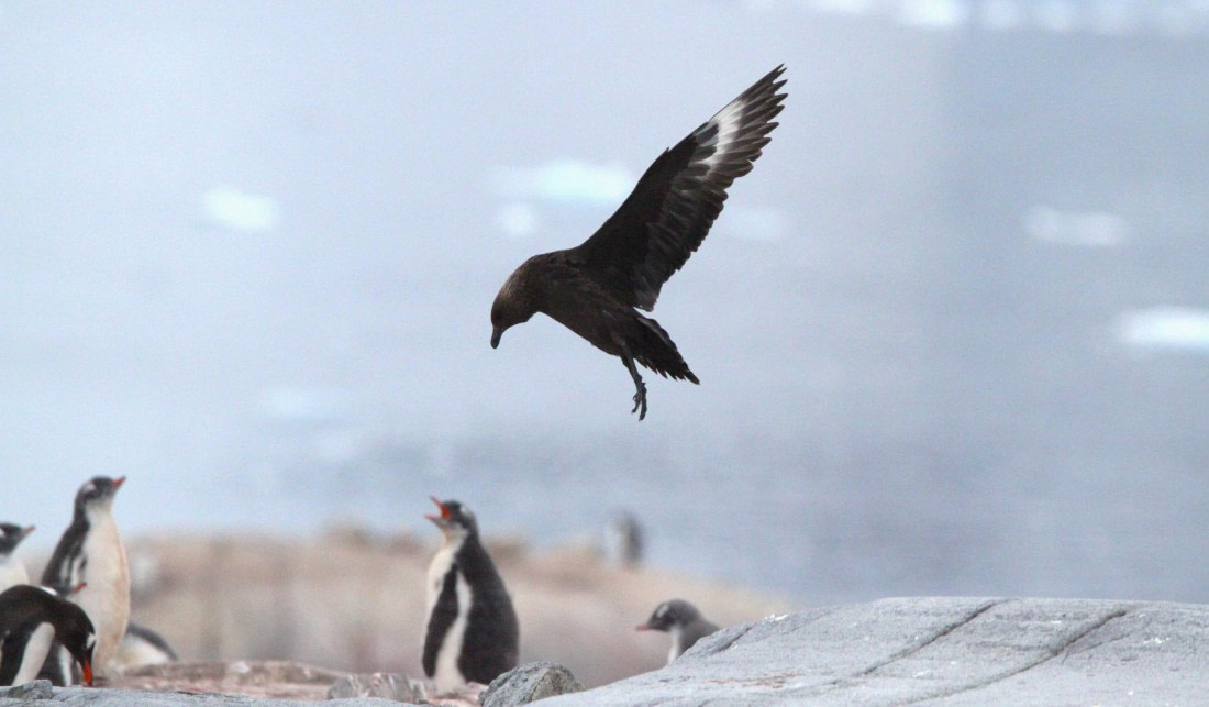 PLA30-25, Day 6, IMG_8765 © Unknown photographer - Oceanwide Expeditions.JPG