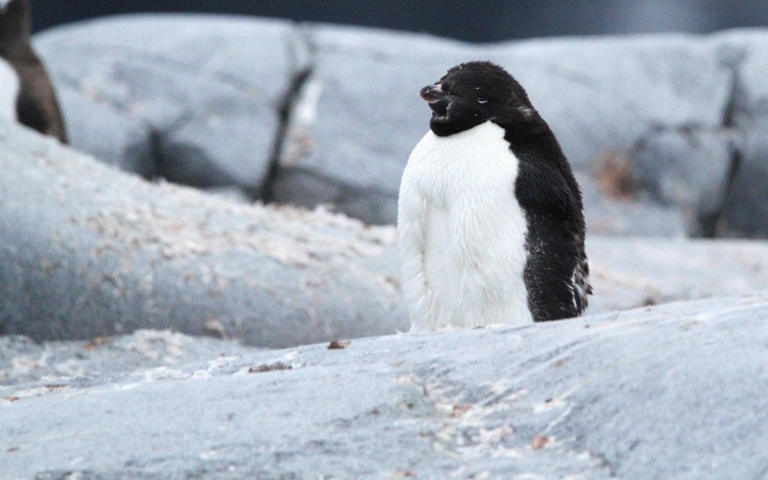 PLA30-25, Day 6, IMG_8781 © Unknown photographer - Oceanwide Expeditions.JPG