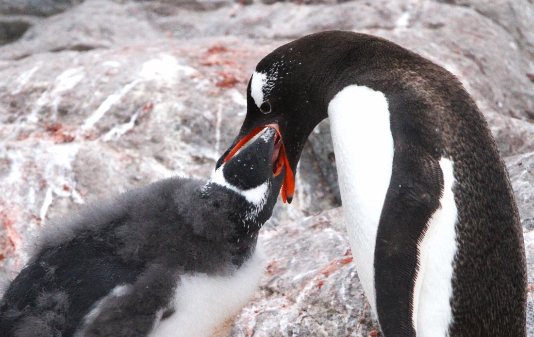PLA30-25, Day 6, IMG_8784 © Unknown photographer - Oceanwide Expeditions.JPG