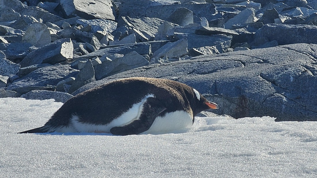 PLA30-25, Day 7, 20250303_163736 © Unknown photographer - Oceanwide Expeditions.jpg