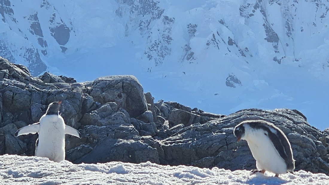PLA30-25, Day 7, 20250303_163944 © Unknown photographer - Oceanwide Expeditions.jpg