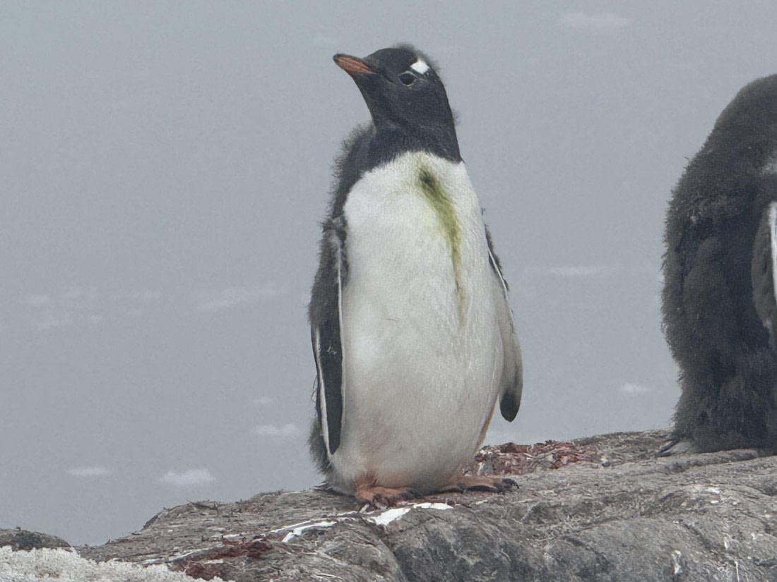 PLA30-25, Day 8, IMG_7698 © Unknown photographer - Oceanwide Expeditions.jpg