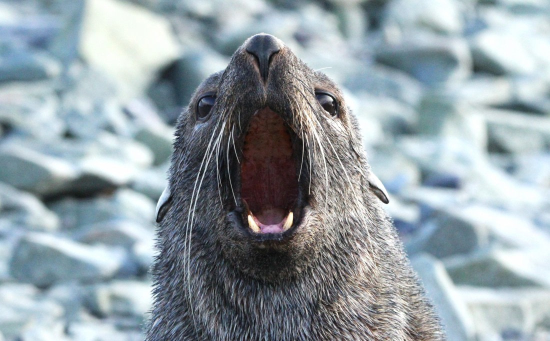 PLA30-25, Day 10, IMG_8910 © Unknown photographer - Oceanwide Expeditions.JPG