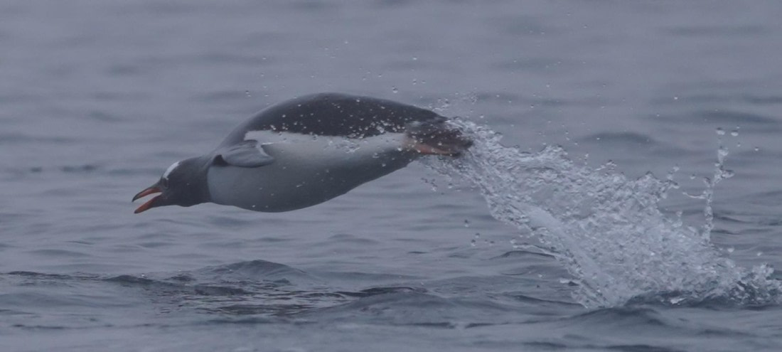 All time classic Antarctica