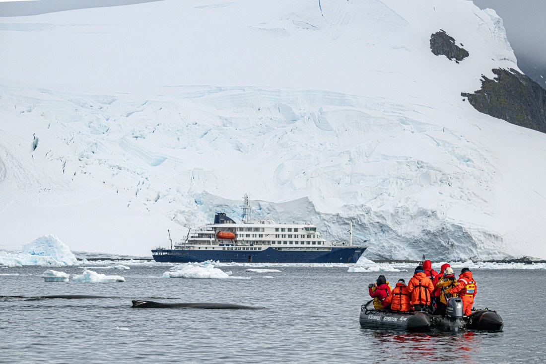 zodiac cruise Paradise Bay © Ross Wheeler - Oceanwide Expeditions.jpg
