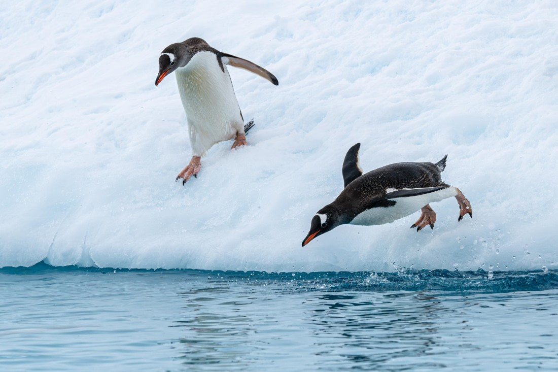 Neko-3 © Ross Wheeler - Oceanwide Expeditions.jpg