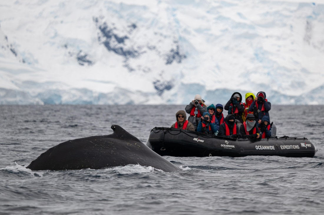 Humpback © Ross Wheeler - Oceanwide Expeditions.jpg