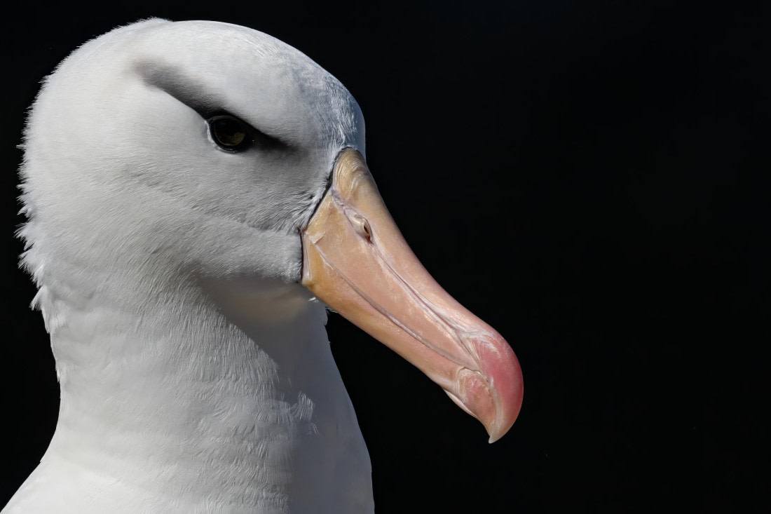 Black Browed 3 © Ross Wheeler - Oceanwide Expeditions.jpeg