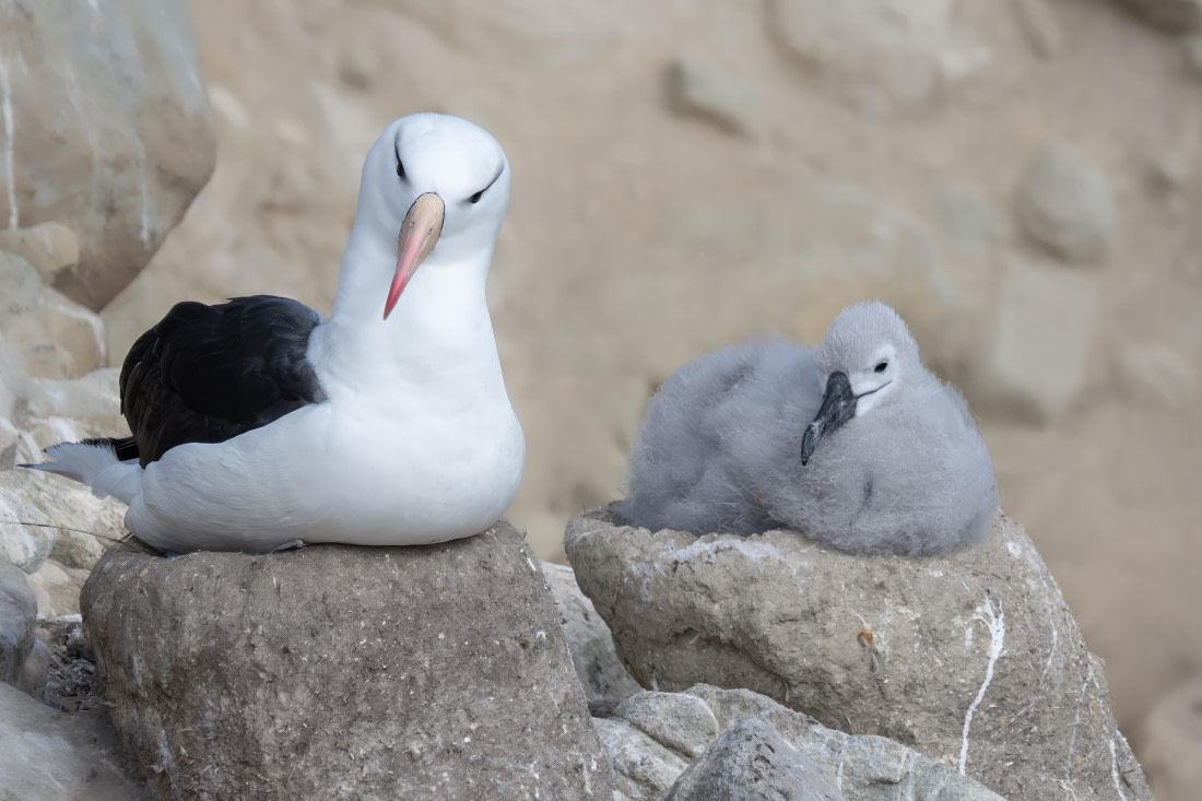 black browed new island © Ross Wheeler - Oceanwide Expeditions.jpeg