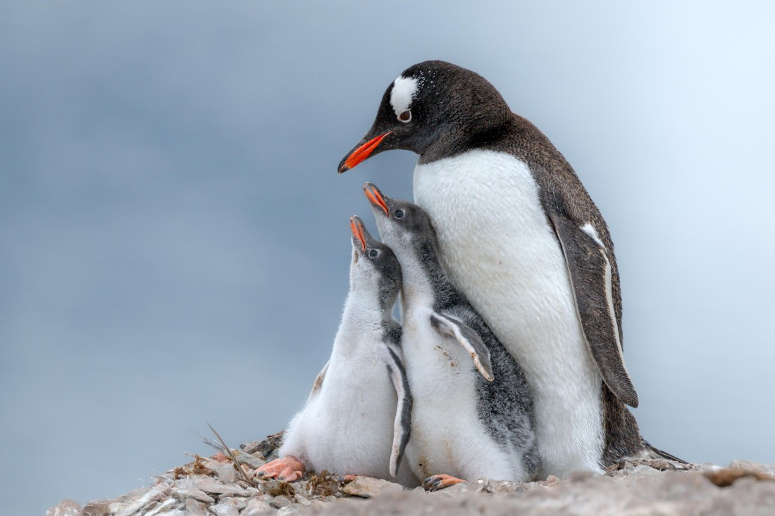 Gentoo at danco2-1 © Ross Wheeler - Oceanwide Expeditions.jpg