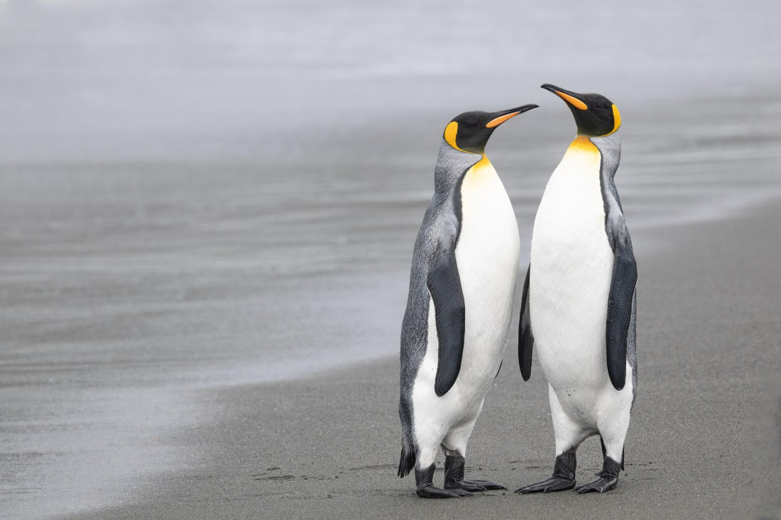 Gold Harbour Penguins-1 © Ross Wheeler - Oceanwide Expeditions.jpg