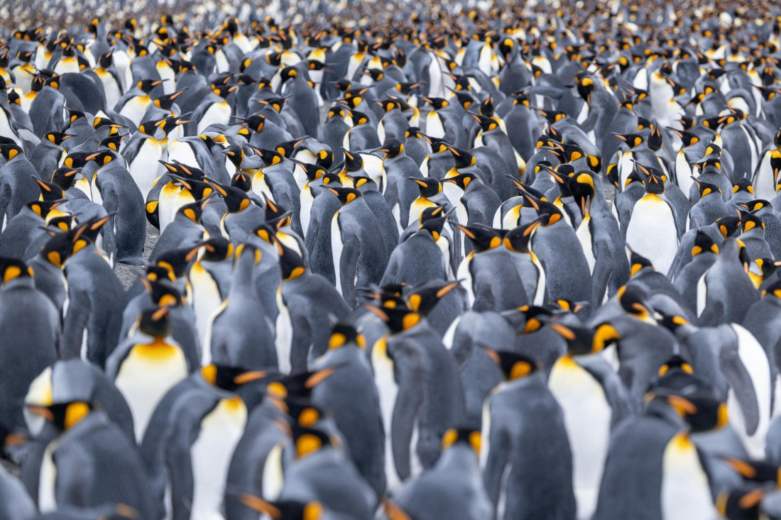 Gold Harbour Penguins-3 © Ross Wheeler - Oceanwide Expeditions.jpg