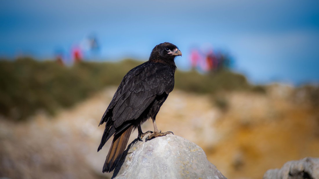 HDS29-25, Day 3, RLO_2046 © Alexander Romanovskiy - Oceanwide Expeditions.jpg