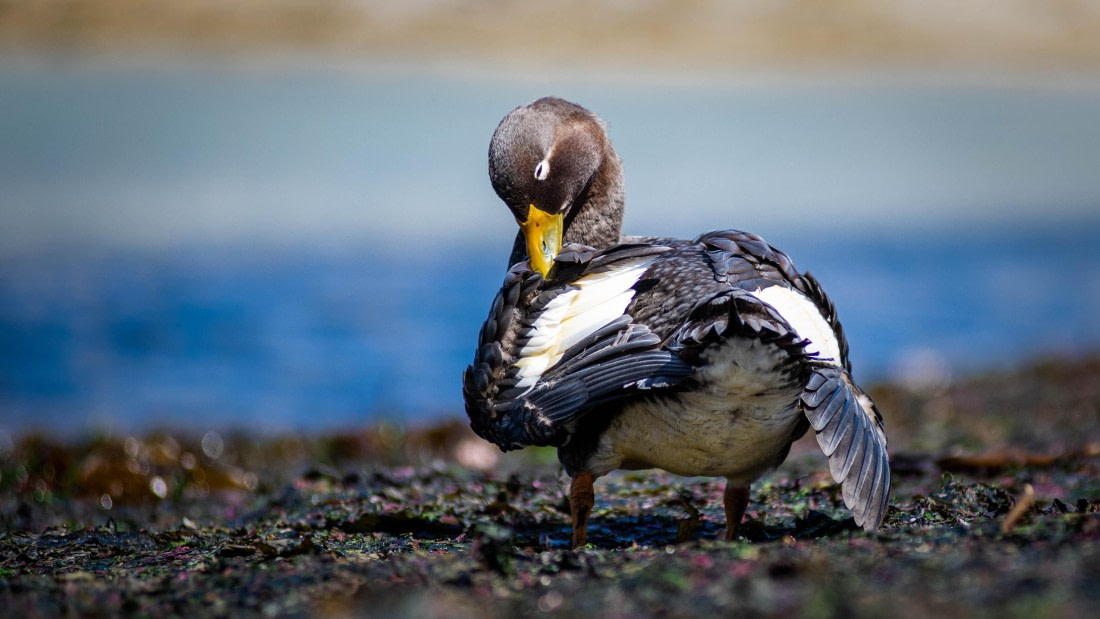 HDS29-25, Day 3, RLO_2073 © Alexander Romanovskiy - Oceanwide Expeditions.jpg